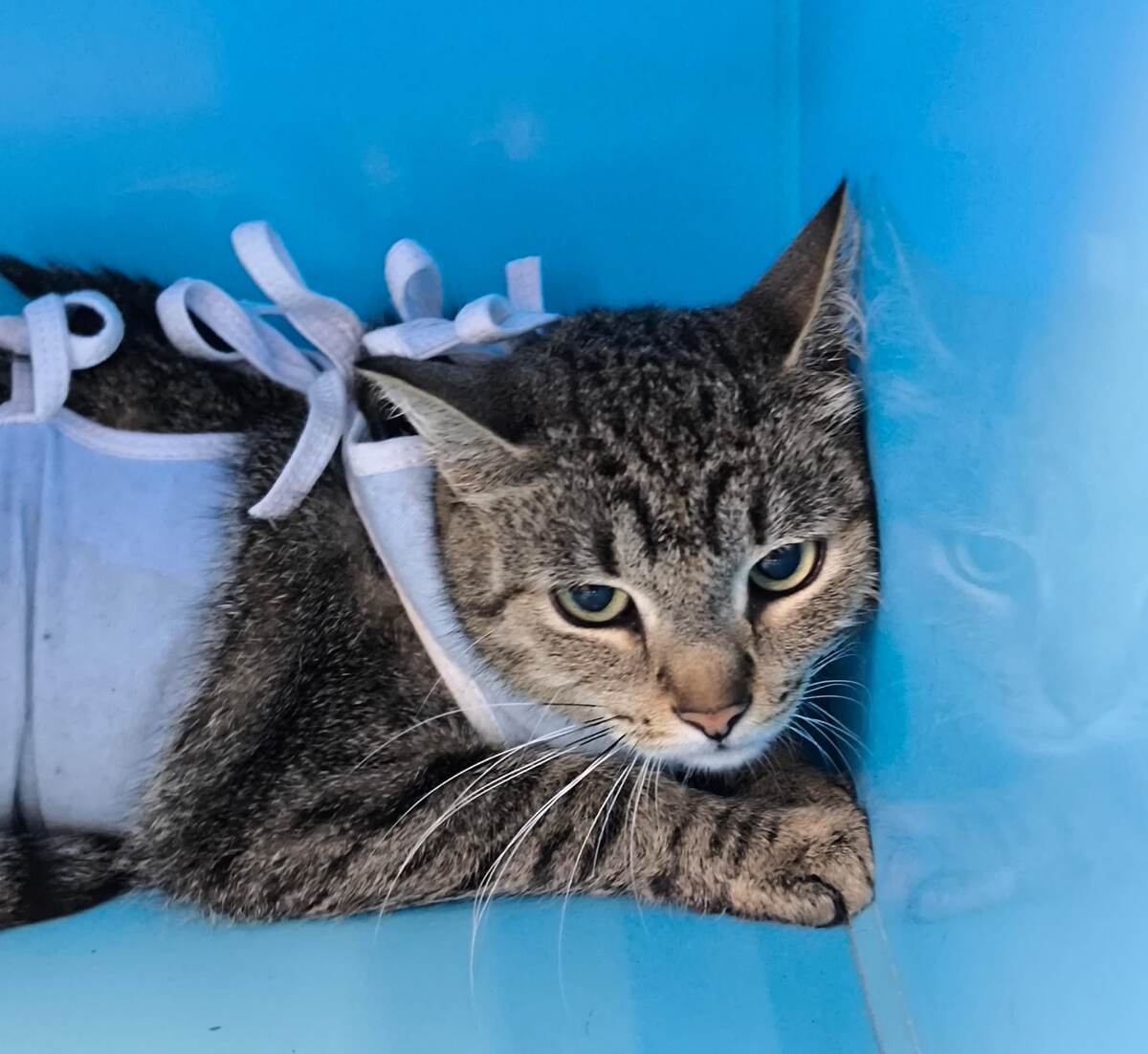 Фото у нас вот такие