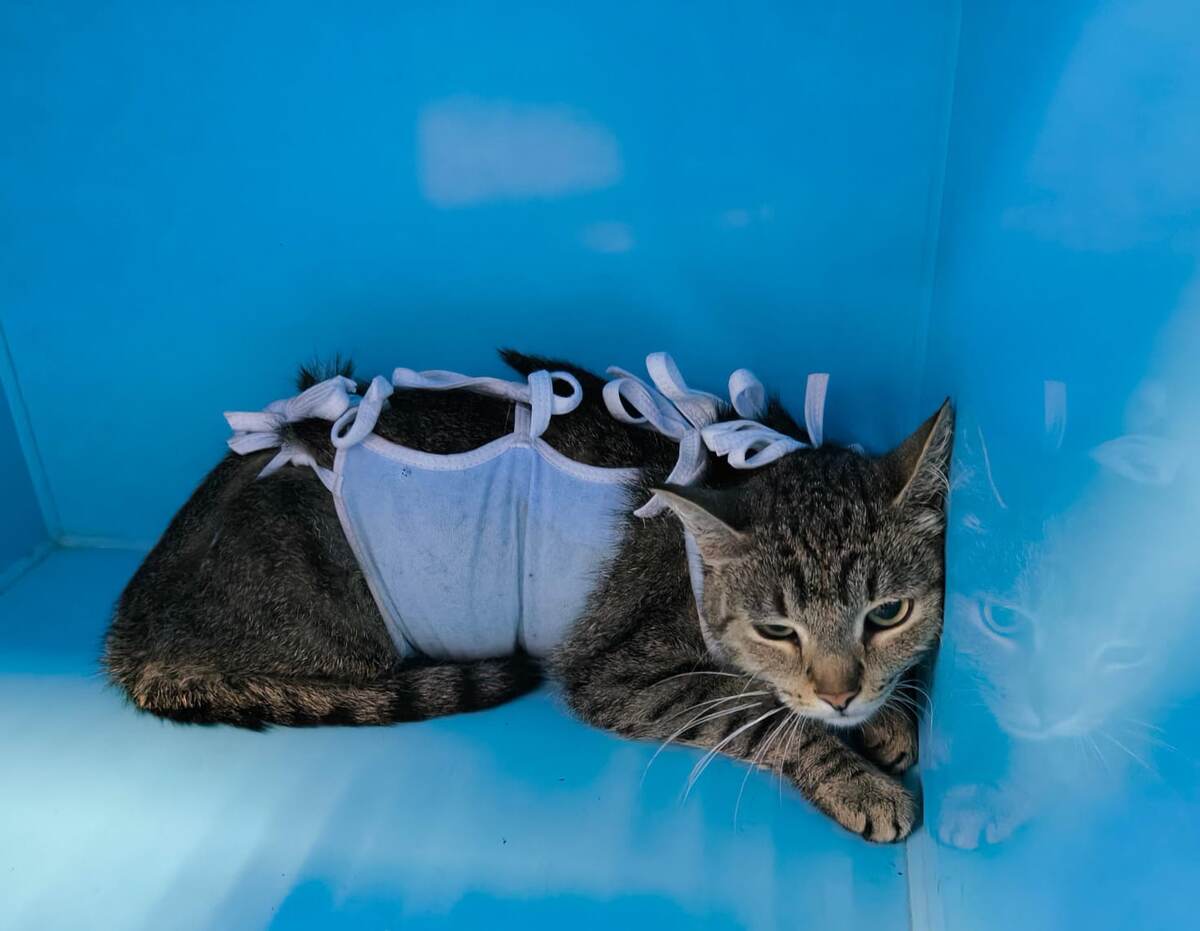 Боится. Но без агрессии