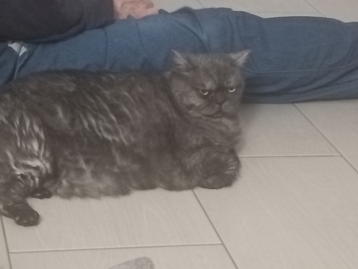 Вот так будет сторожить🤩