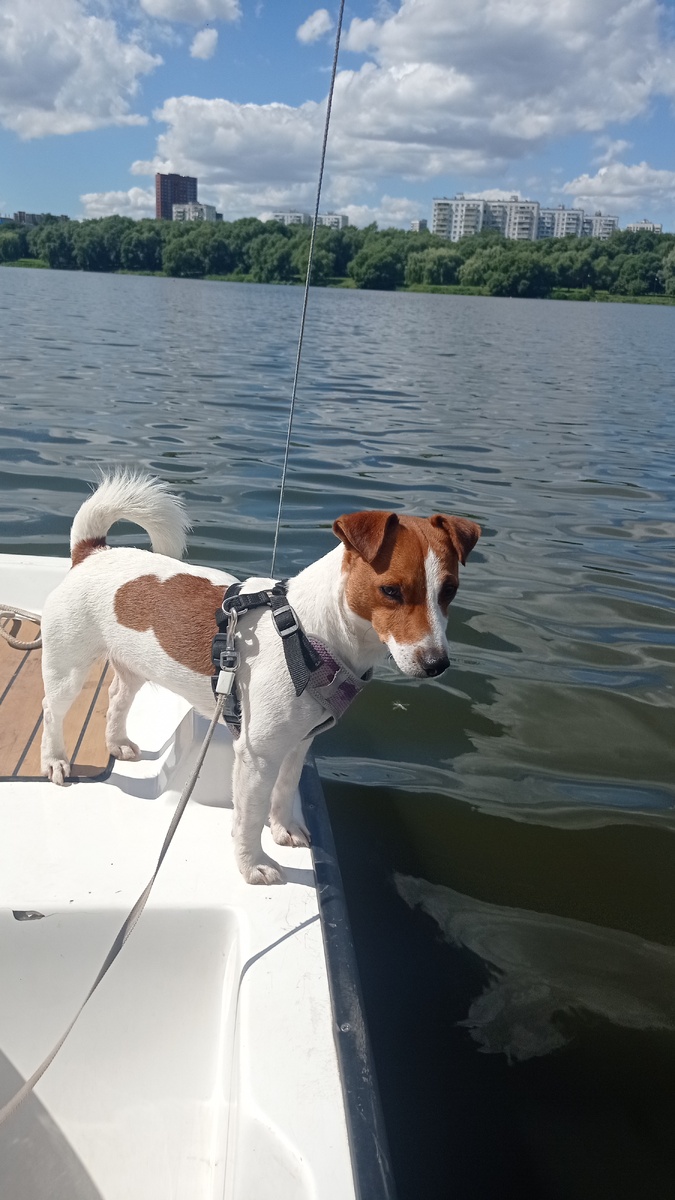 Соня наблюдает за уточками)