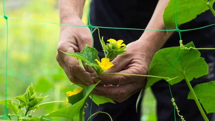 Так выглядели мои огурцы в прошлом июле - красиво, но бесполезно