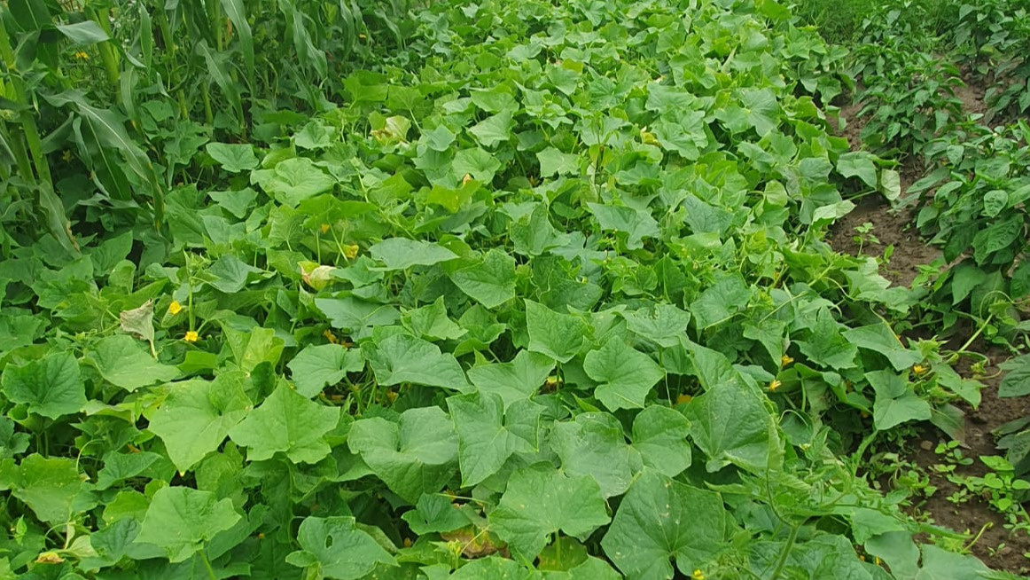 Результат перекорма азотом - роскошная зелень без урожая