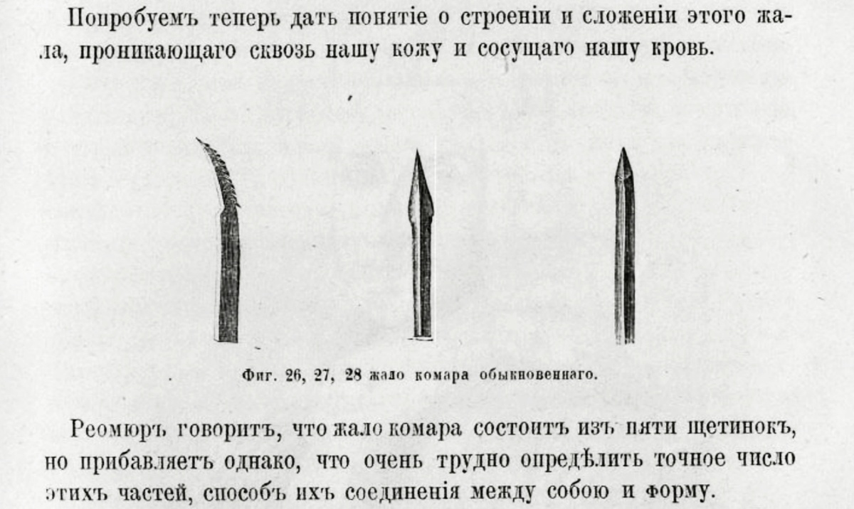 Из книги Луи Фигье «Жизнь насекомых», 1869