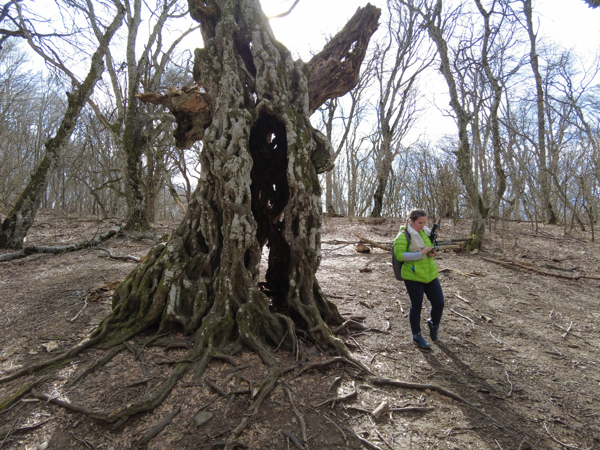 Лена у примечательного дерева в Крыму