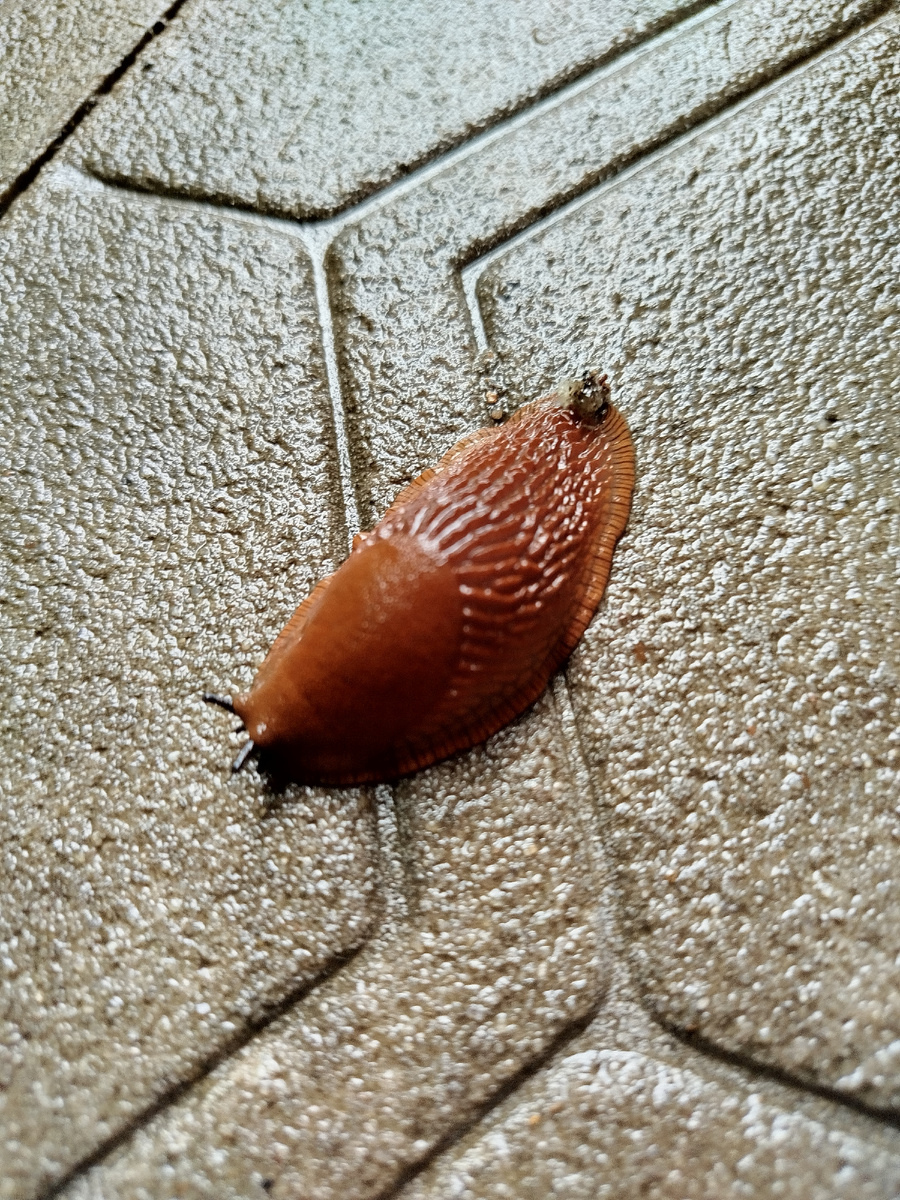 Испанский (гигантский) слизняк. Прямо напротив входной двери. Шагнул и шмякнулся.