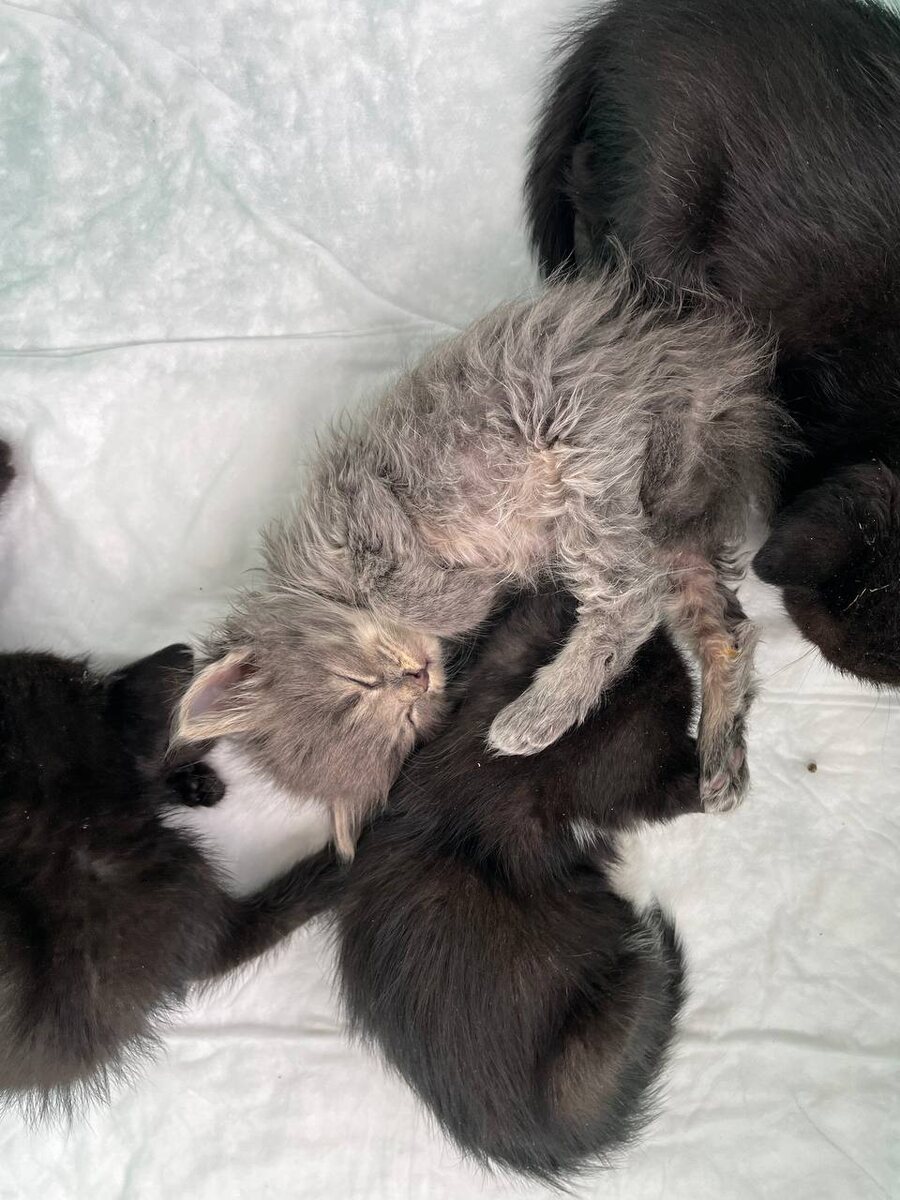 Грязноваты, зато живые. Фото из архива автора