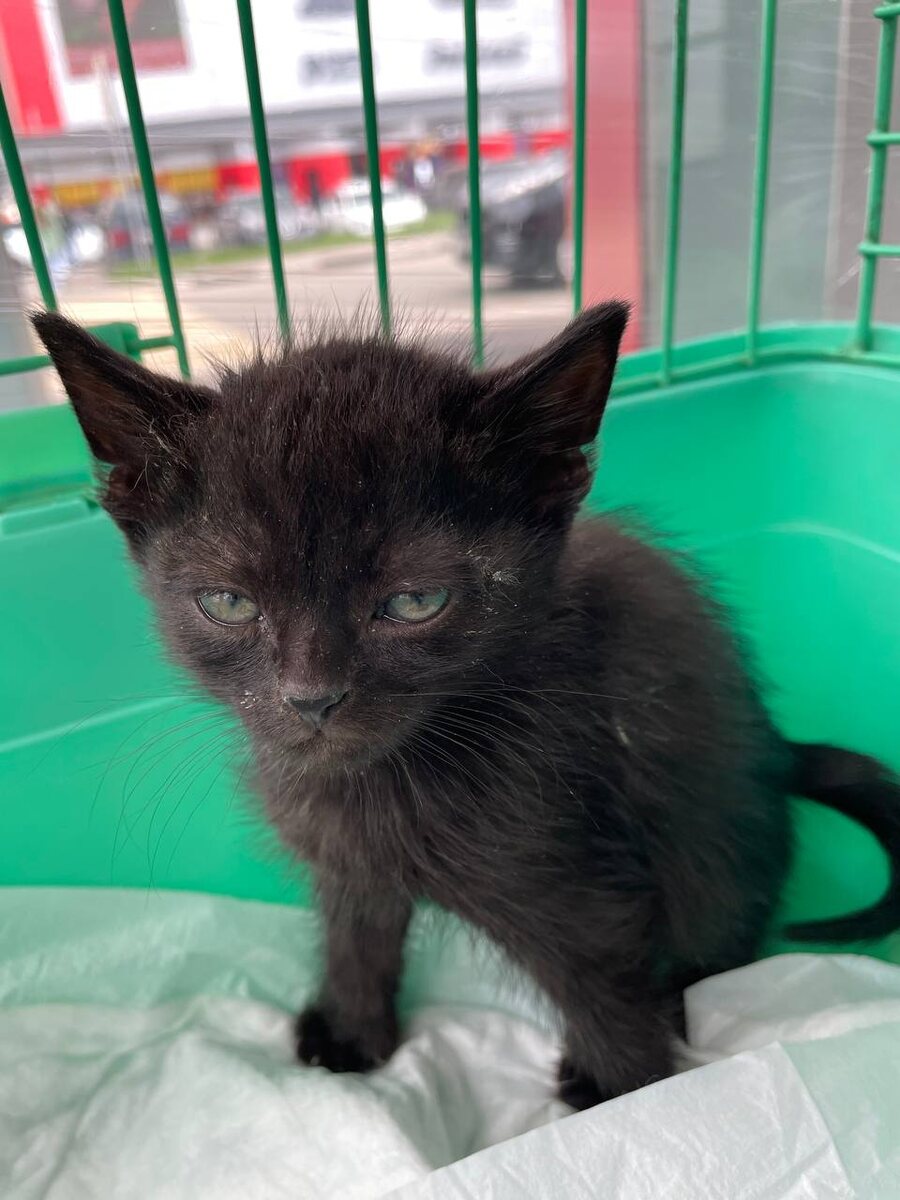 Заглядывают в душу прохожим. Фото из архива автора