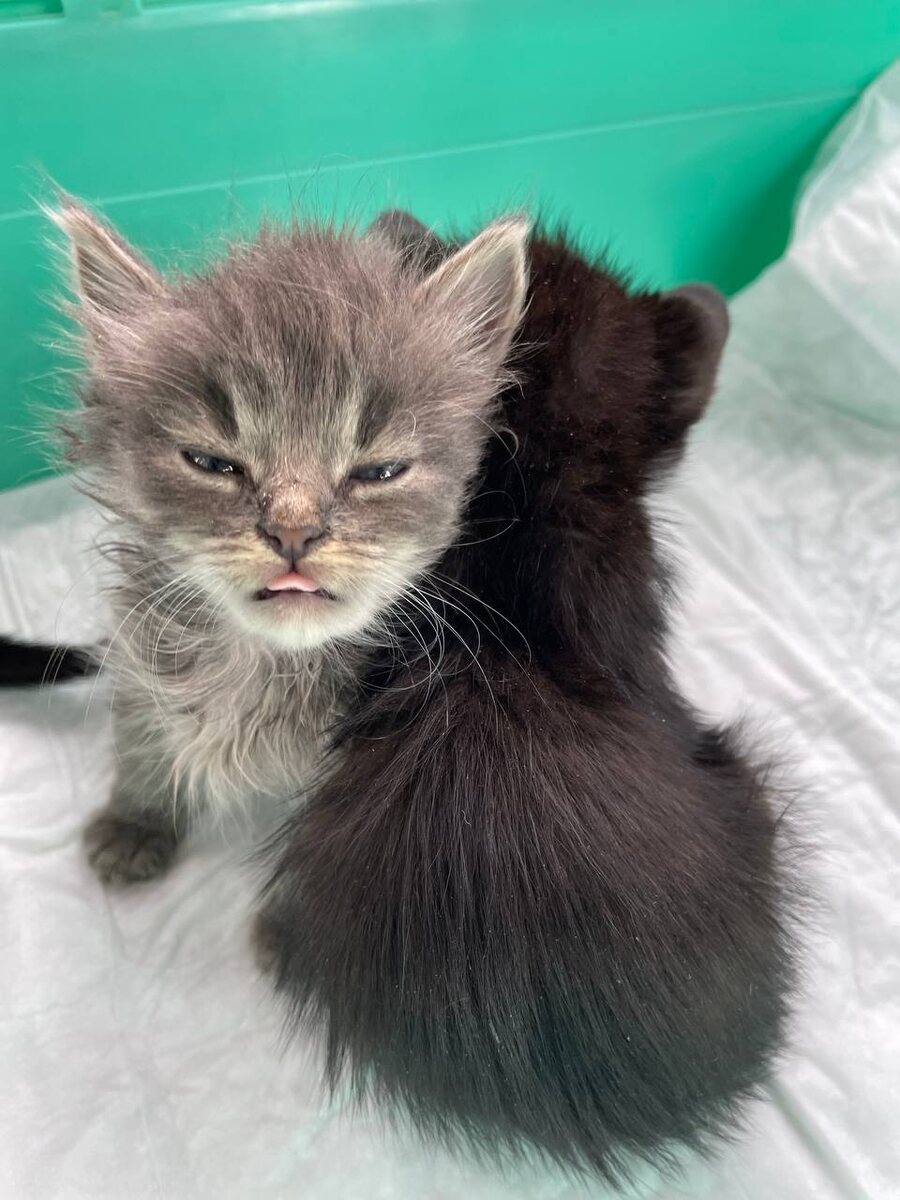 Показывают язык жизненным трудностям и испытаниям.  Фото из архива автора