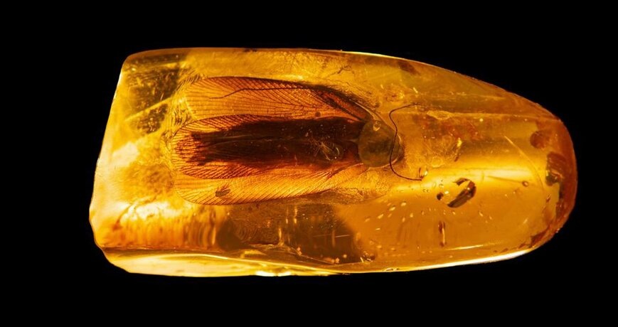    Фото: ambercombine.ru