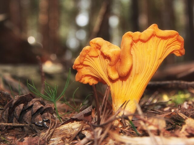    Фото: 123RF/torstenrempt