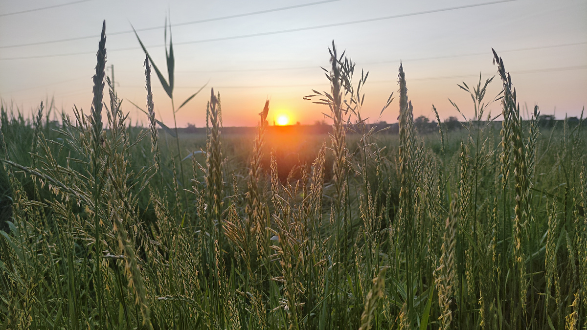 Рассвет в степи   