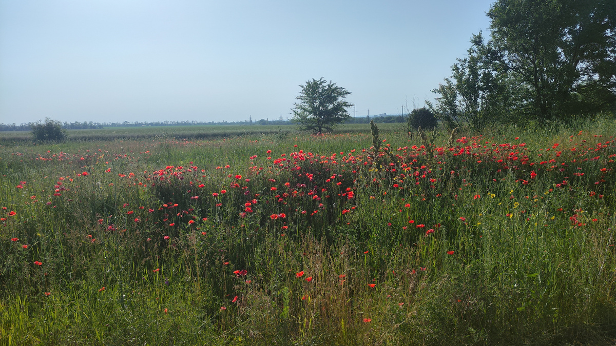 Маковая красота