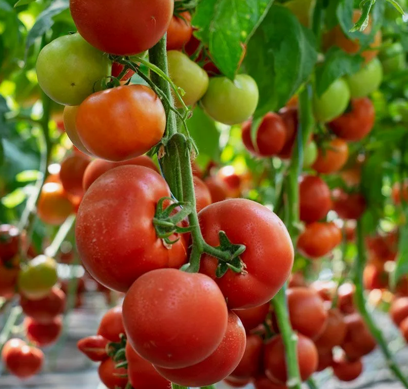 Отличные томаты