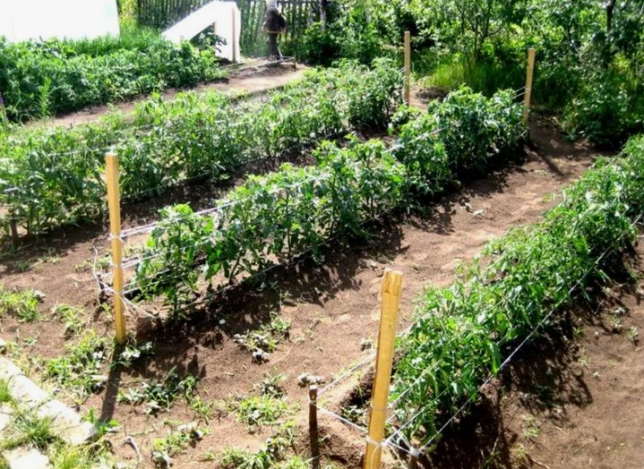 Грядки томатов