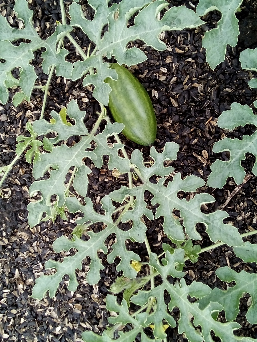 Арбуз и боковые пасынки, которые надо удалять, чтобы арбуз был покрупнее и повкуснее 