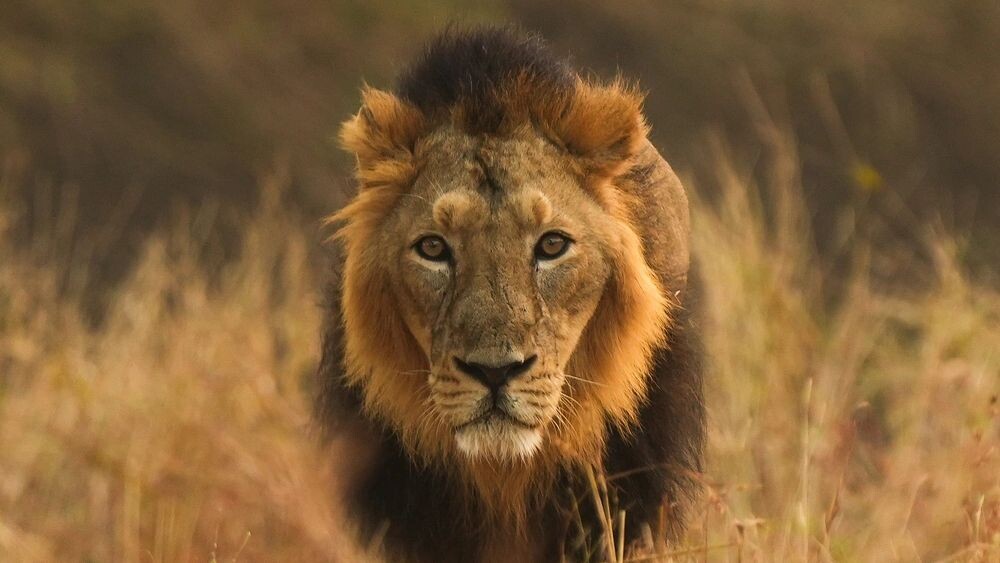    Фото: DARSHIT J PAREKH/Shutterstock/Fotodom