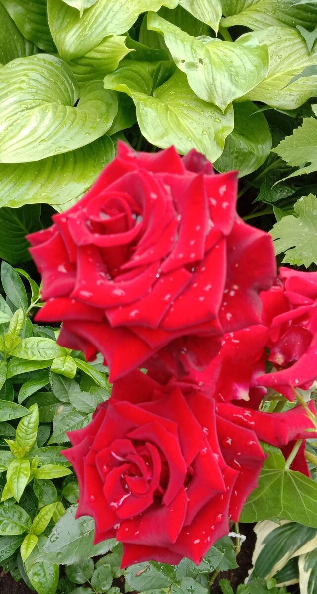 На упаковке было написано,что это белая роза...Может я не правильно её выращиваю!🥴