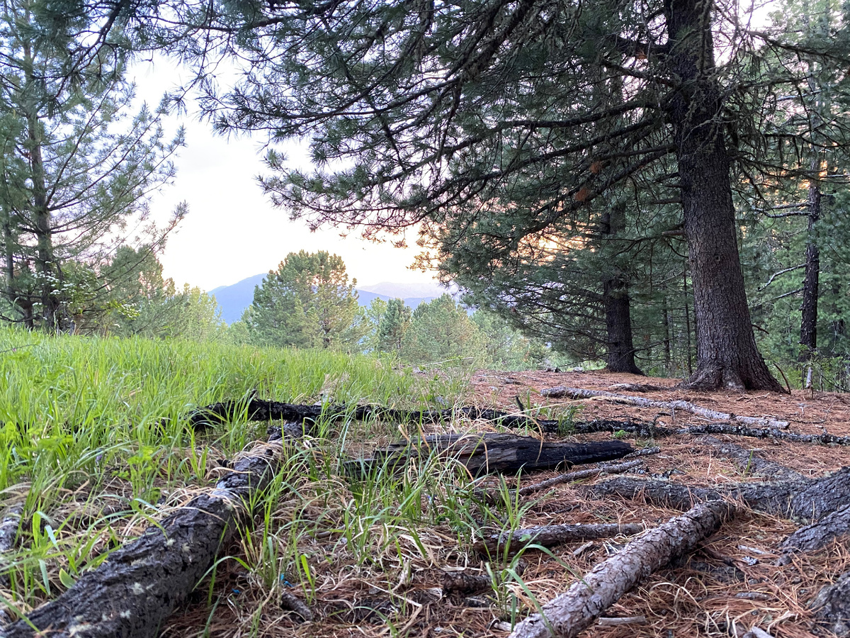 Фото из моей экспедиции в Алтайскую тайгу. 