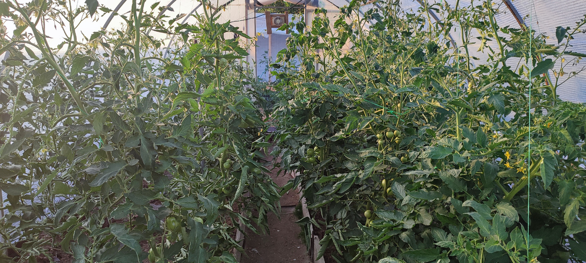 Такими темпами у меня цветущая теплица превратится в пустыню 🤦‍♀️