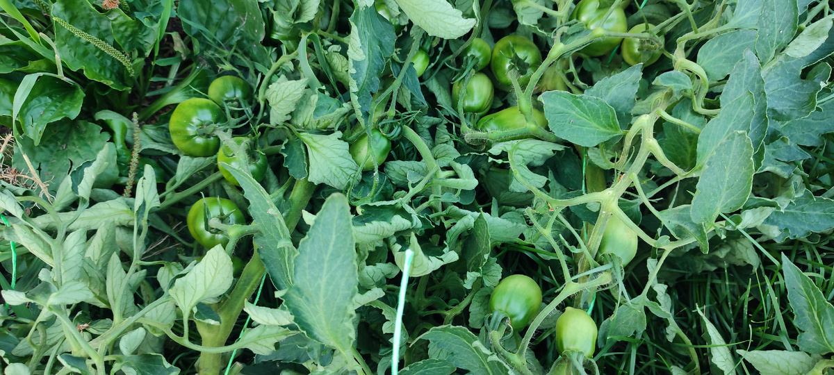 Кусты просто были увешаны плодами... 