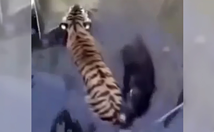 Фото: кадр видео из социальных сетей