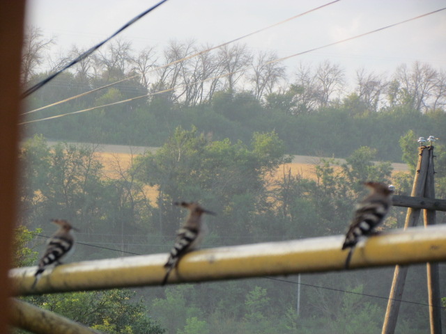 Два упитанных и стройняшка)