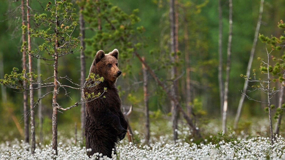    Фото: ArCaLu/Shutterstock/Fotodom