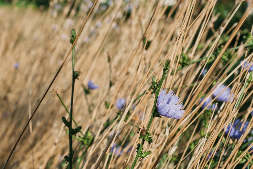    Chicory flowers among dry grass, idea for a background about drought and ecology problems Журналист