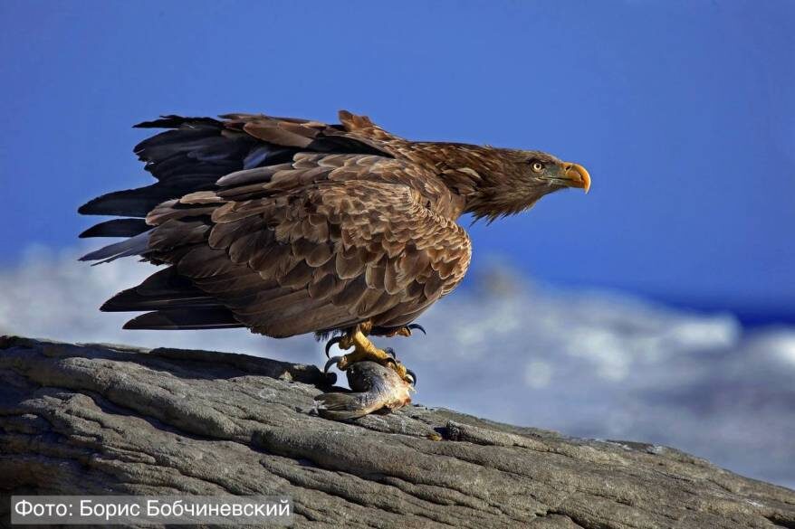    Источник фото: @amurleo_land