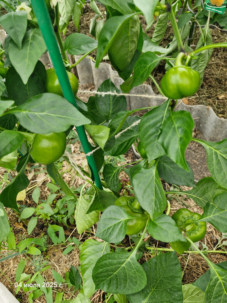 Десять штук висит на ветках, а не сразу увидишь. Ратунда оранжевая.