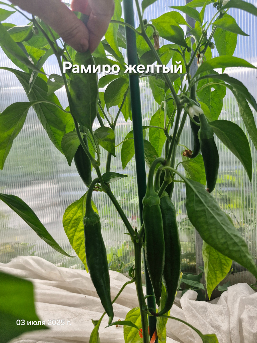 Миленькие сосисочки