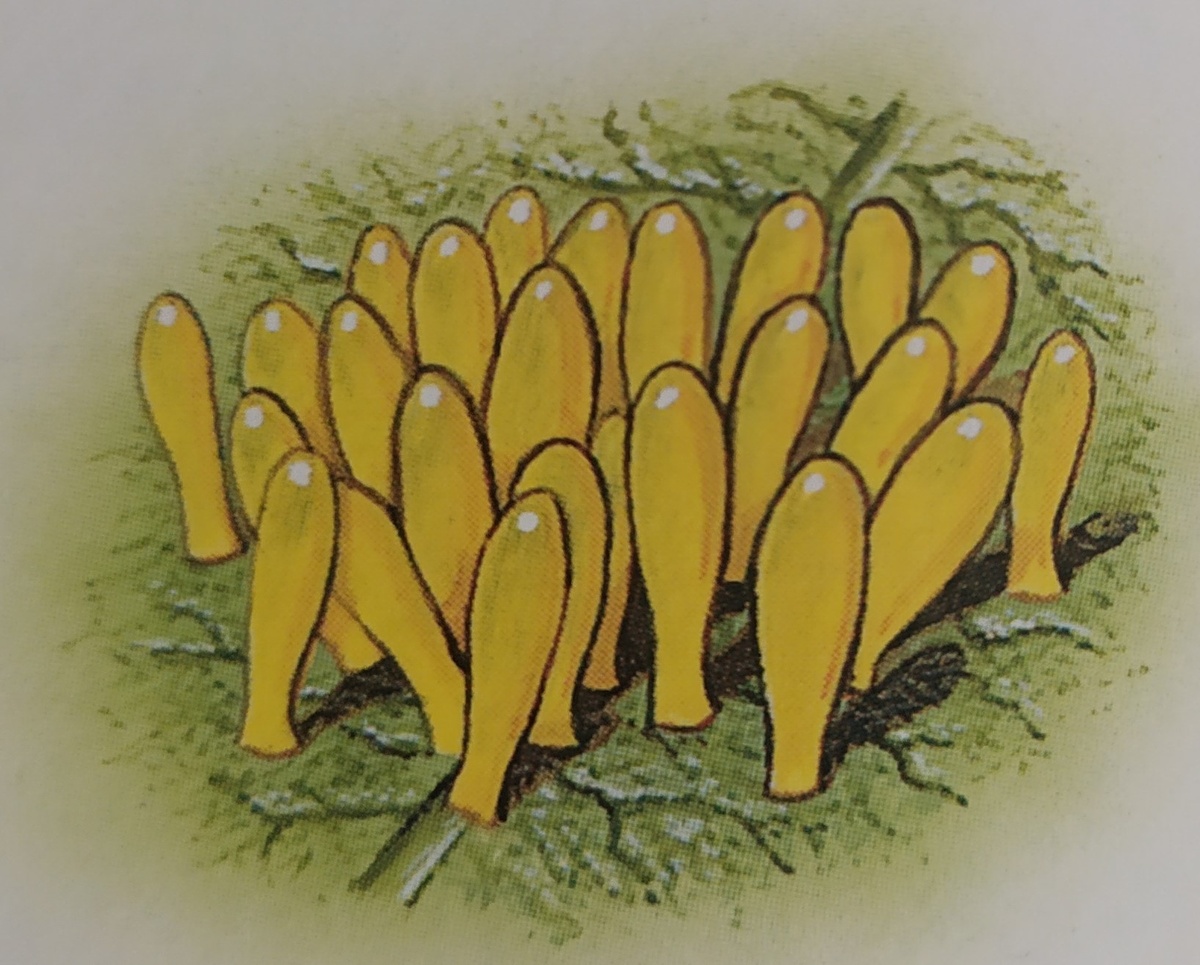 Божья коровка откладывает яйца на листья