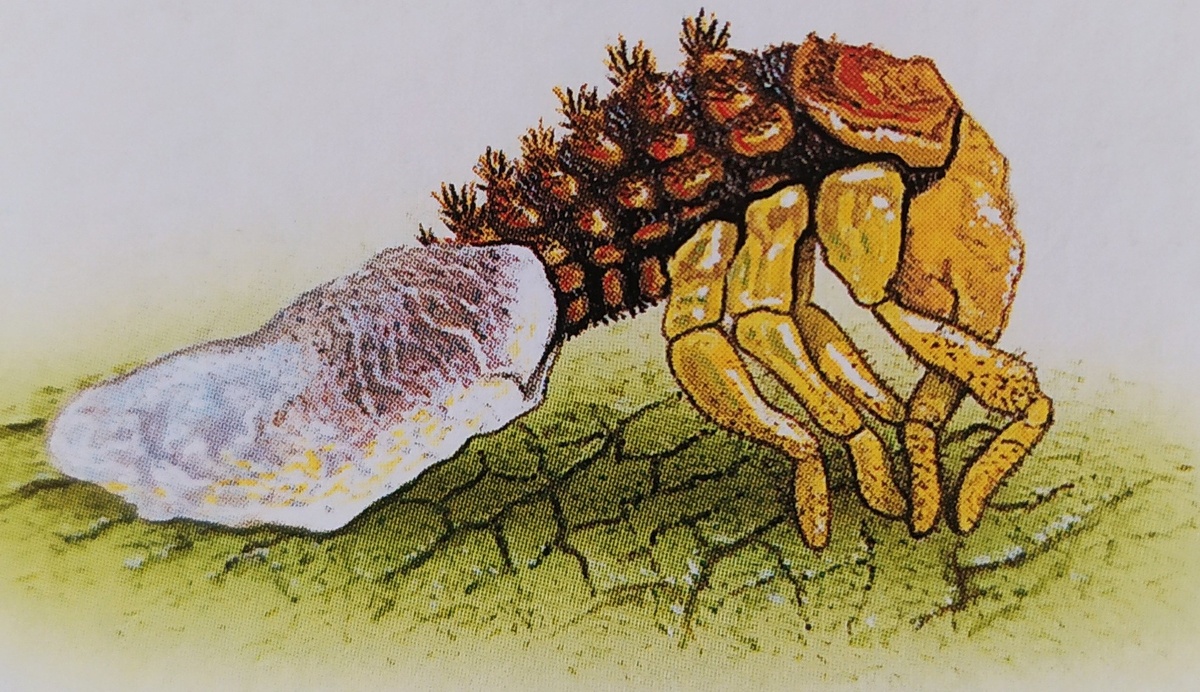 Личинка божьей коровки прокрызает оболочку яйца и выходит наружу