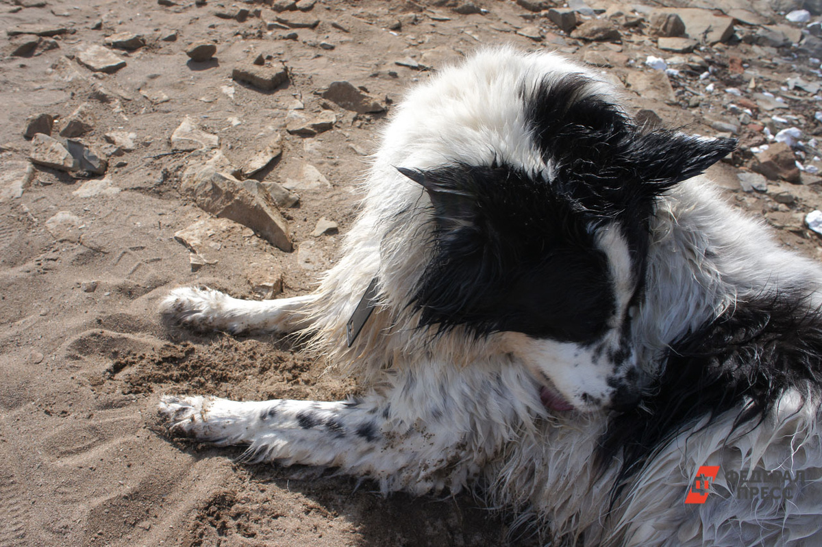 Частные приюты берут на себя львиную долю бездомных собак.  Фото: ФедералПресс / Елена Майорова