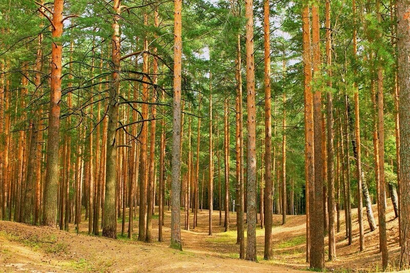    Фото сайта правительства РО admin