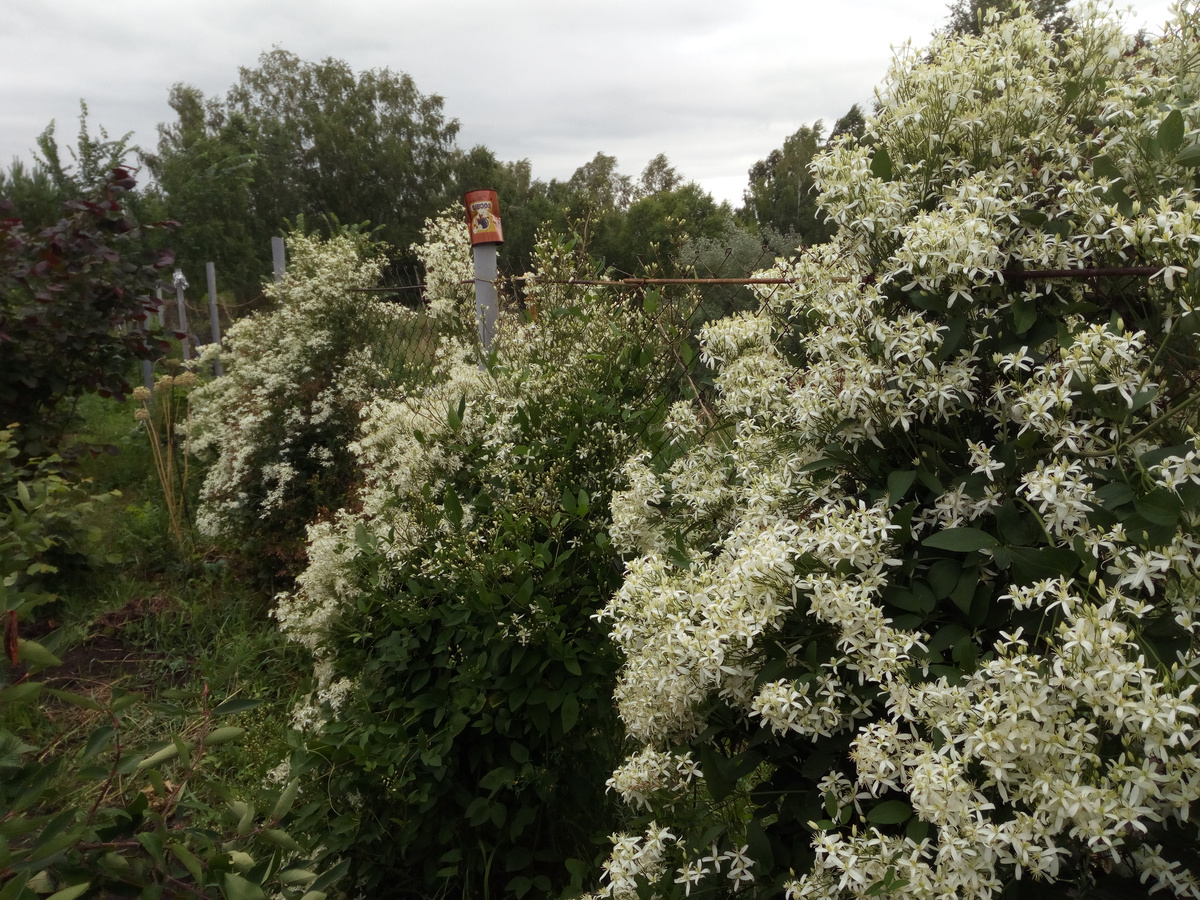  Это еще первая десятилетка на этой нашей даче лет 15 назад и мы тогда рассадили такой ломонос-клематис вдоль оврага в ямы с травой и всем прочим таким образом,чтобы у него была опора на заборе из рабицы. И это было у нас несколько лет очень даже красиво. Были у нас тогда из него вот такие великолепные белые сугробы=облака по всему забору, как ниже на фото. Я тогда еще и поливать его старалась, и опалывать, и ругалась, если его кто повредит...Не знала, что он вечный, как Кощей Бессмертный! А сегодня....Сегодня для меня это просто как сорняк, как растение-агрессор. Красиво правда и в целом-то. Это очень даже беспроблемное растение в садоводстве. Декоративное очень. В городе у нас оно растет в очень многих местах: у НОРД_ВЕСТА, у ТЦ Первомайский.