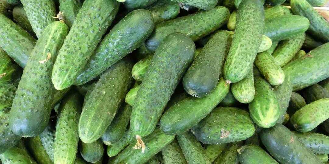 Обязательно для огурцов в июле: "сладкий" стакан под корень против горечи