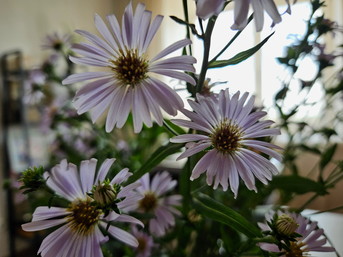 Цветы в доме.
Фото: Марина Н. Макарова, июль 2025.