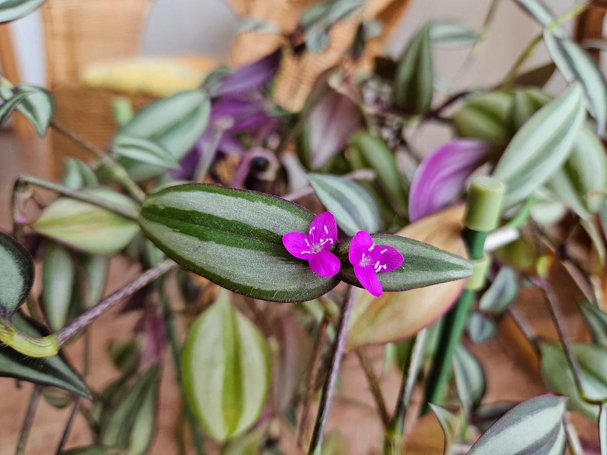 Цветы в доме.
Фото: Марина Н. Макарова, июль 2025.