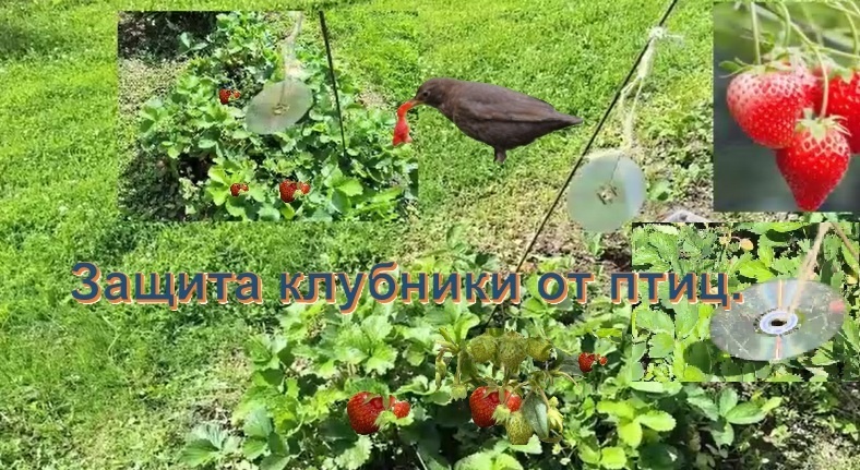 Фото из личного архива Друзья! Сегодняшний ролик вышел на Рутубе   https://rutube.ru/video/1b34a22a640d0e637766ee655a94af13/