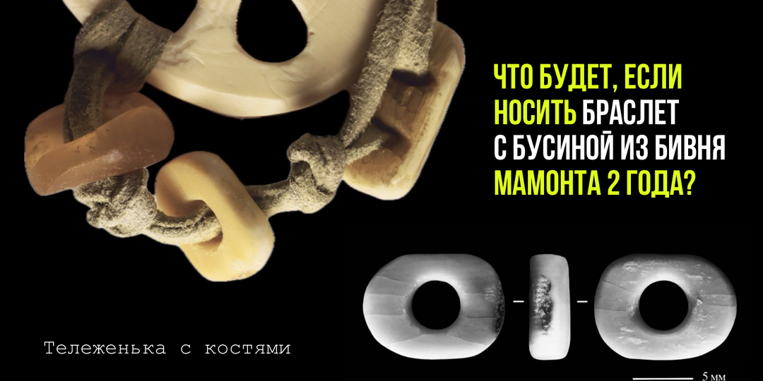 Омские учёные провели эксперимент – два года носили браслет с бусиной из бивня мамонта