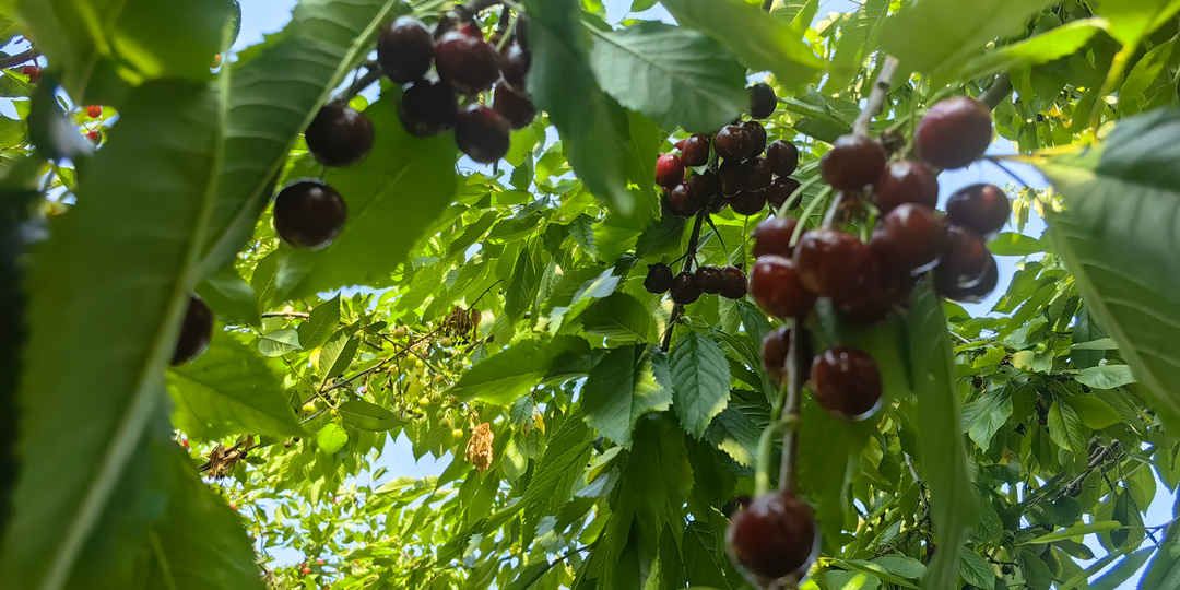 Как спасти от короеда черешню и другие плодовые, и не только, деревья? Мой опыт борьбы с вредителем