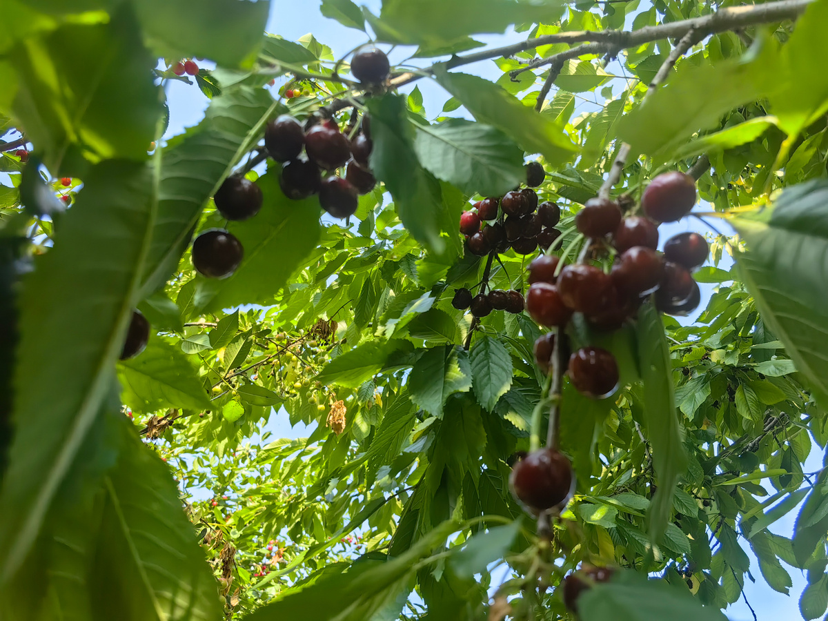 Черешня. Фото автора