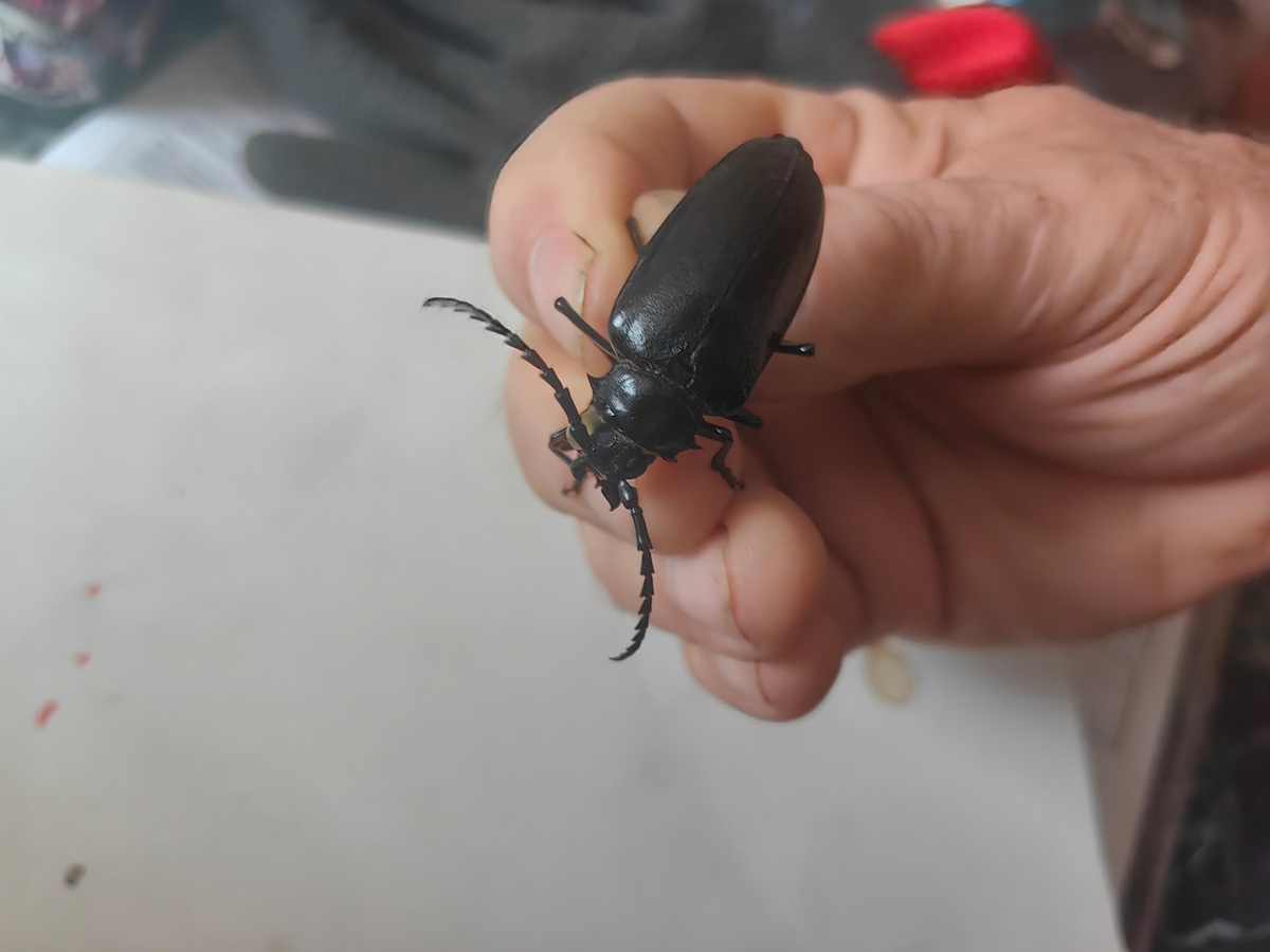 Короед. Фото автора 