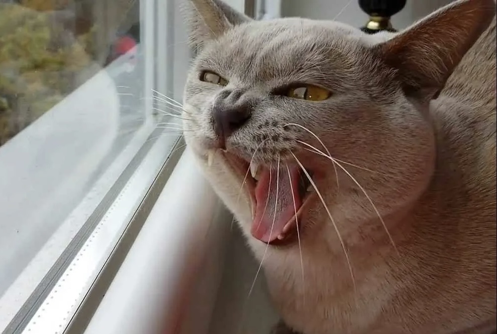 Больше интересного в нашем Telegram-канале https://t.me/grand_prix_pet_food!