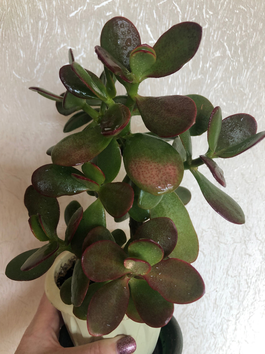 Моя толстянка