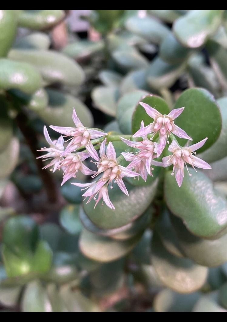 Цветущая крассула