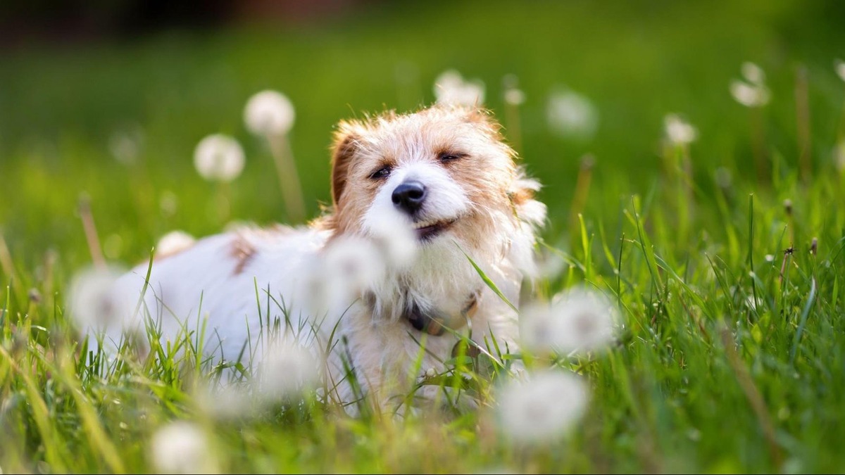    Обнюхивая цветы, траву и воздух, питомец читает «газету утра»: кто прошел, что ел, как себя чувствовал. Позвольте ему не спешить — так он лучше ориентируется в мире и чувствует себя увереннее.