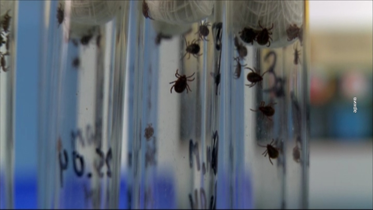 Кадр из программы "Вечерний хэштег"