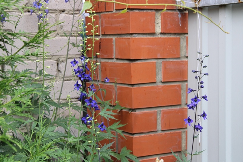 Цветение дельфиниума в углу сада (северо-запад). Слева туя